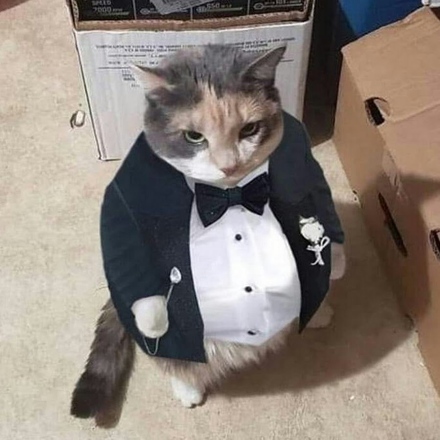 Толстый кот в пиджаке