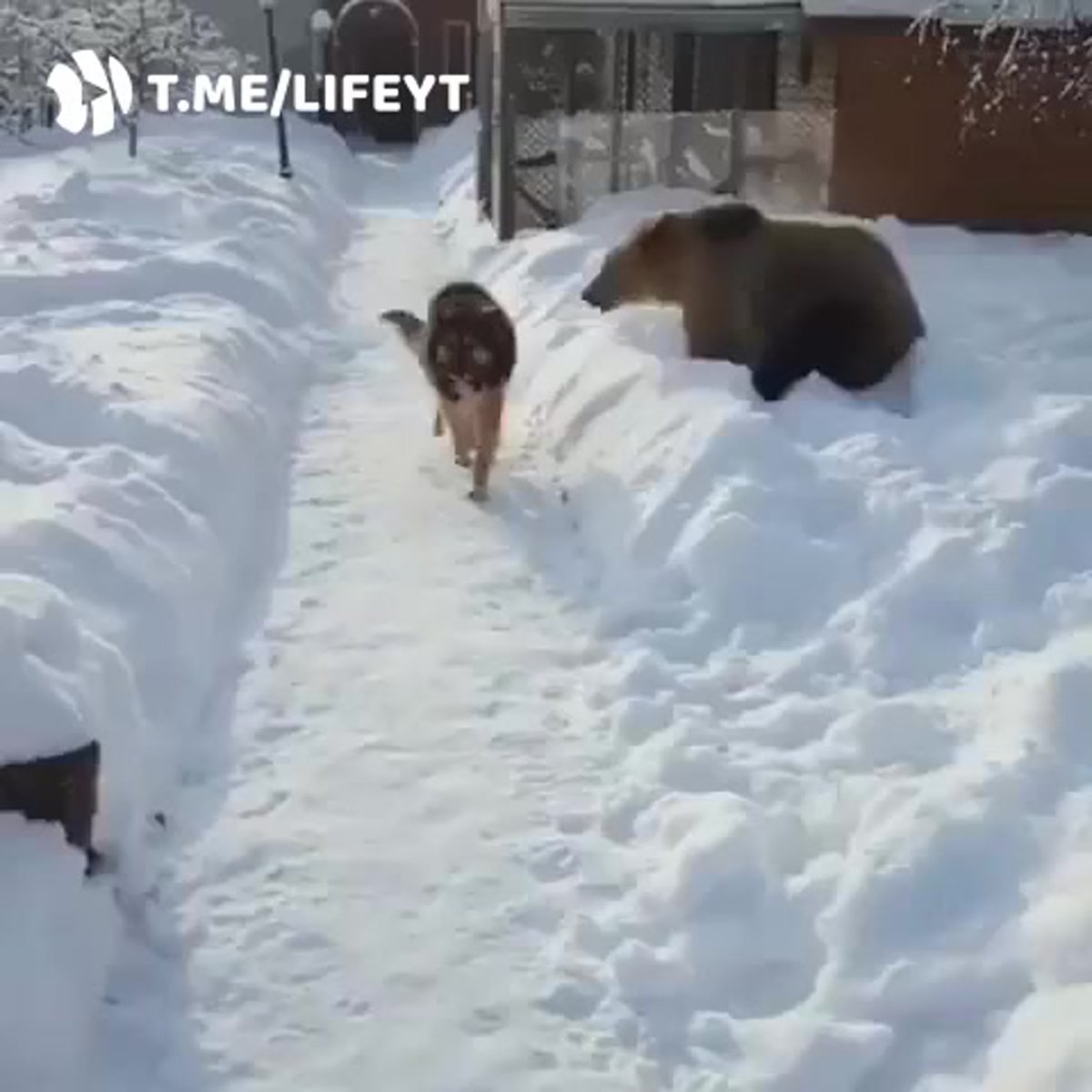 Морда собаки в снегу