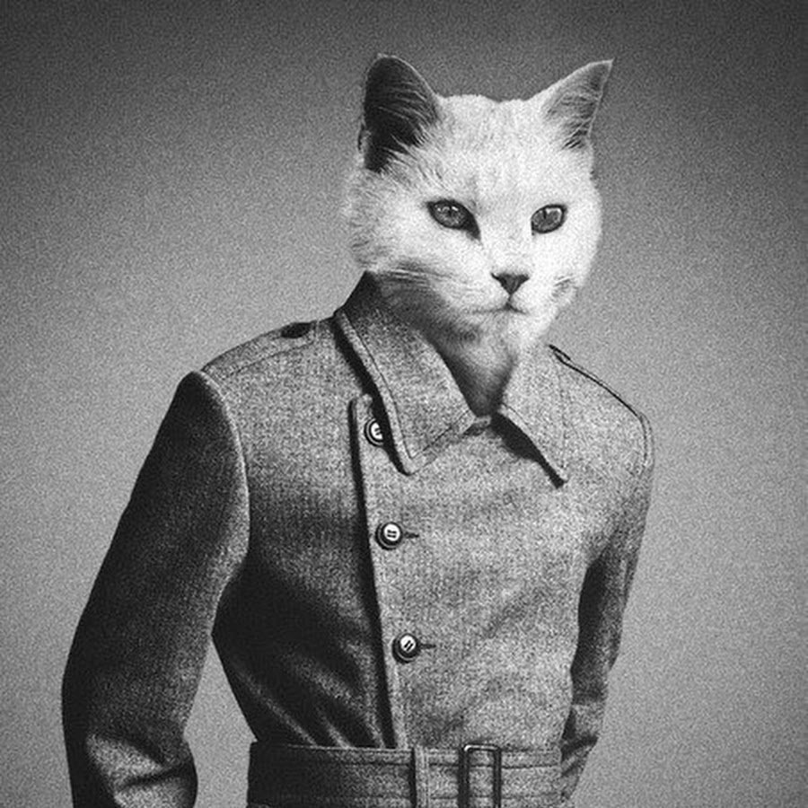 Котики и люди