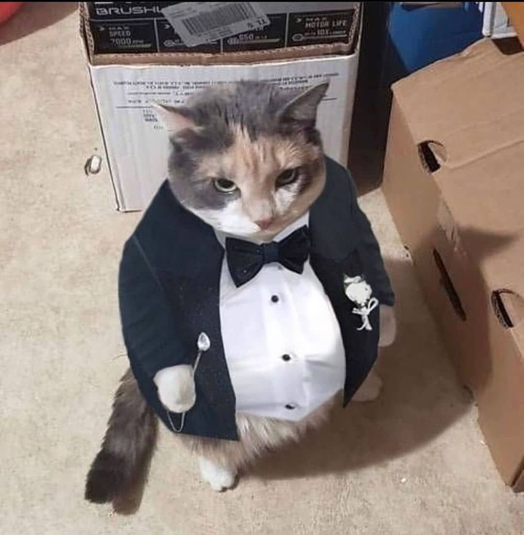 Fat Cat in Tuxedo