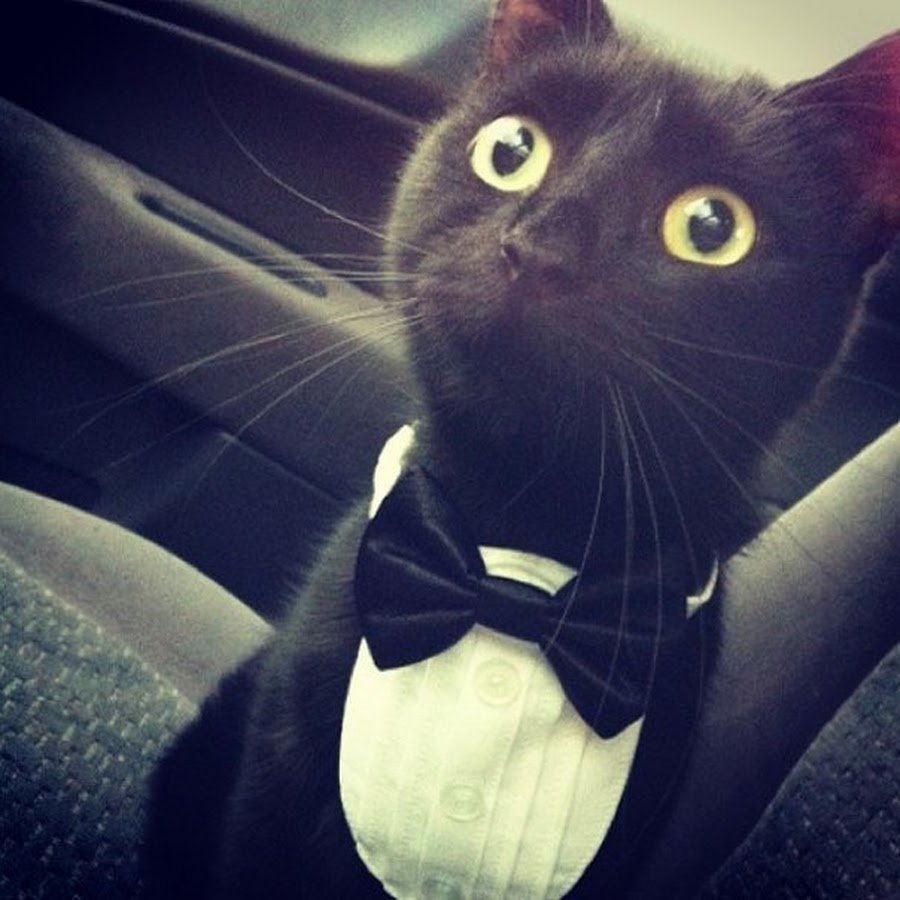 Кот в пиджаке и галстуке