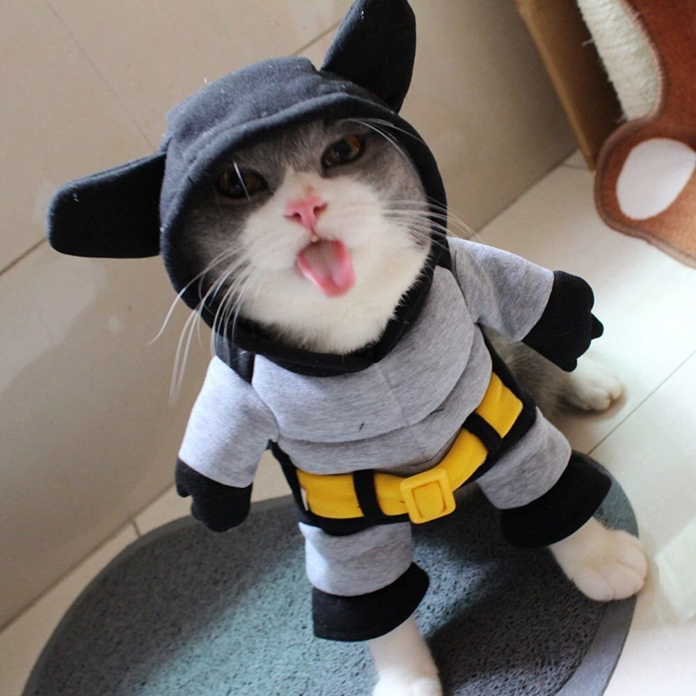 Смешные коты в костюмах