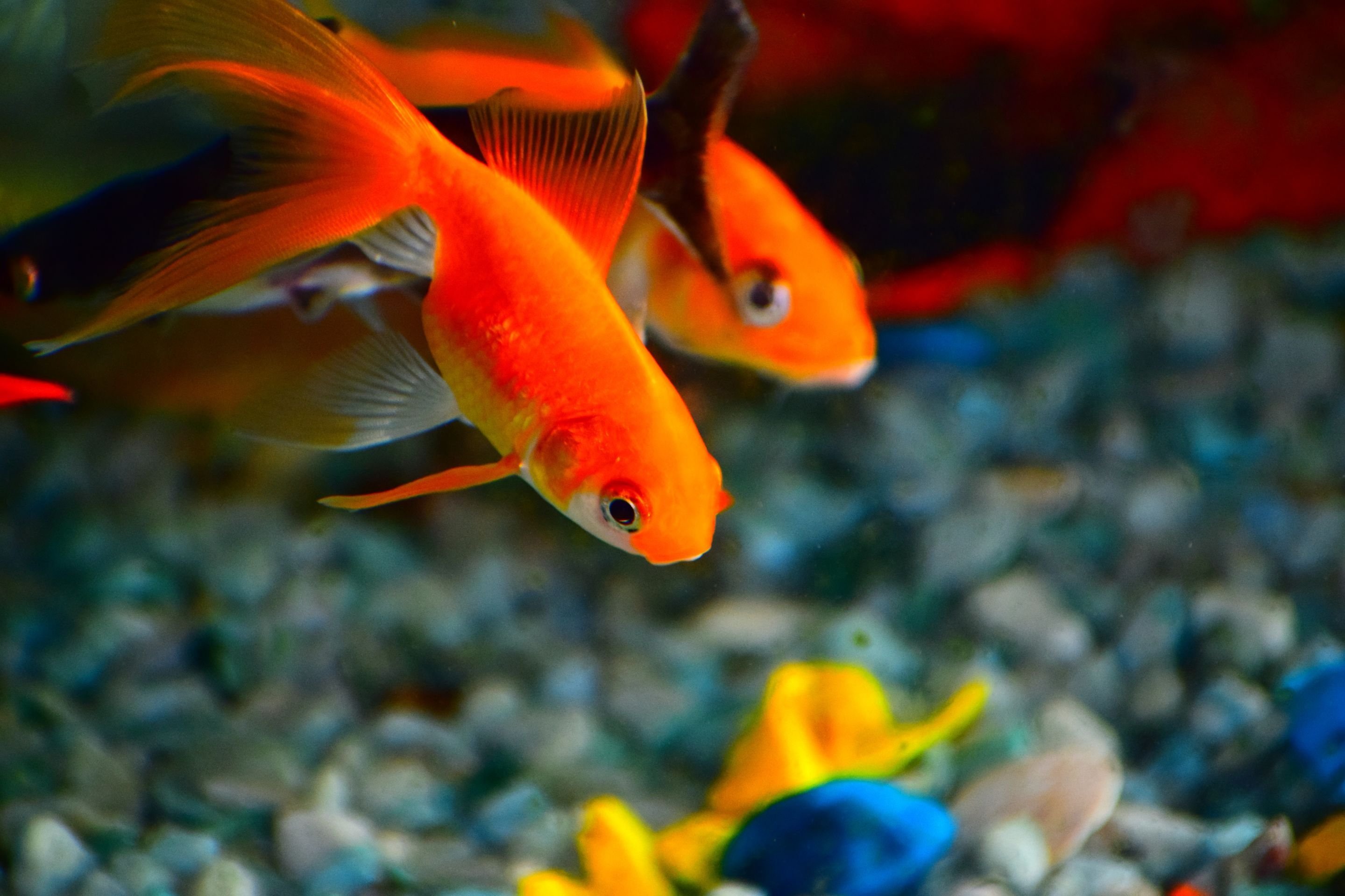 Фото цветов золотая рыбка. Жемчужинка рыбка аквариумная. Комета рыбка аквариумная. Комета красная аквариумная рыбка. Рыбки неразлучники аквариумные.