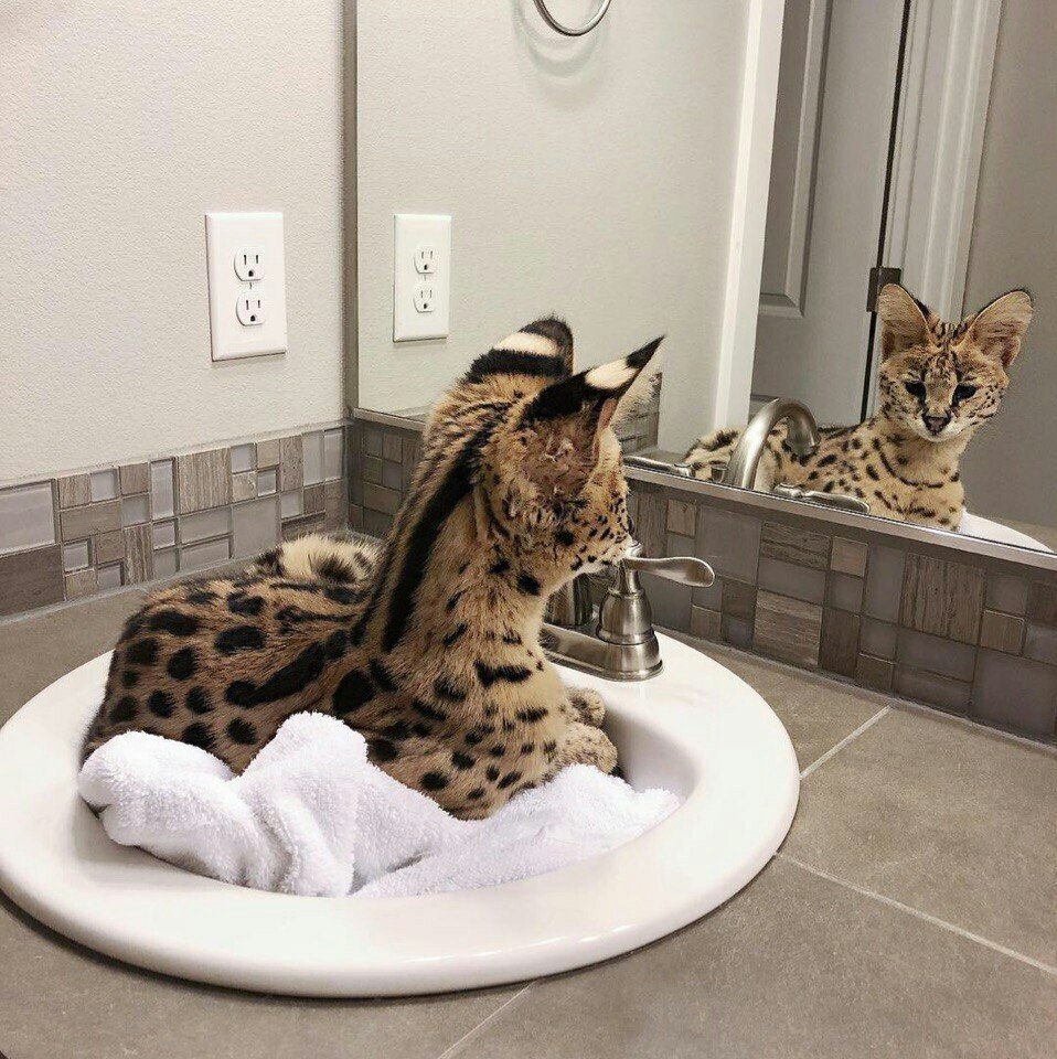 Дикие домашние кошки