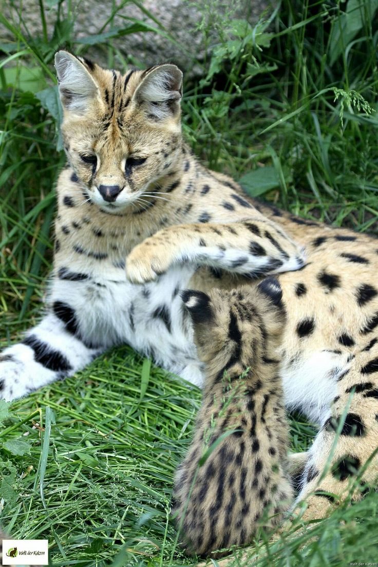 Кошка сервал и леопард
