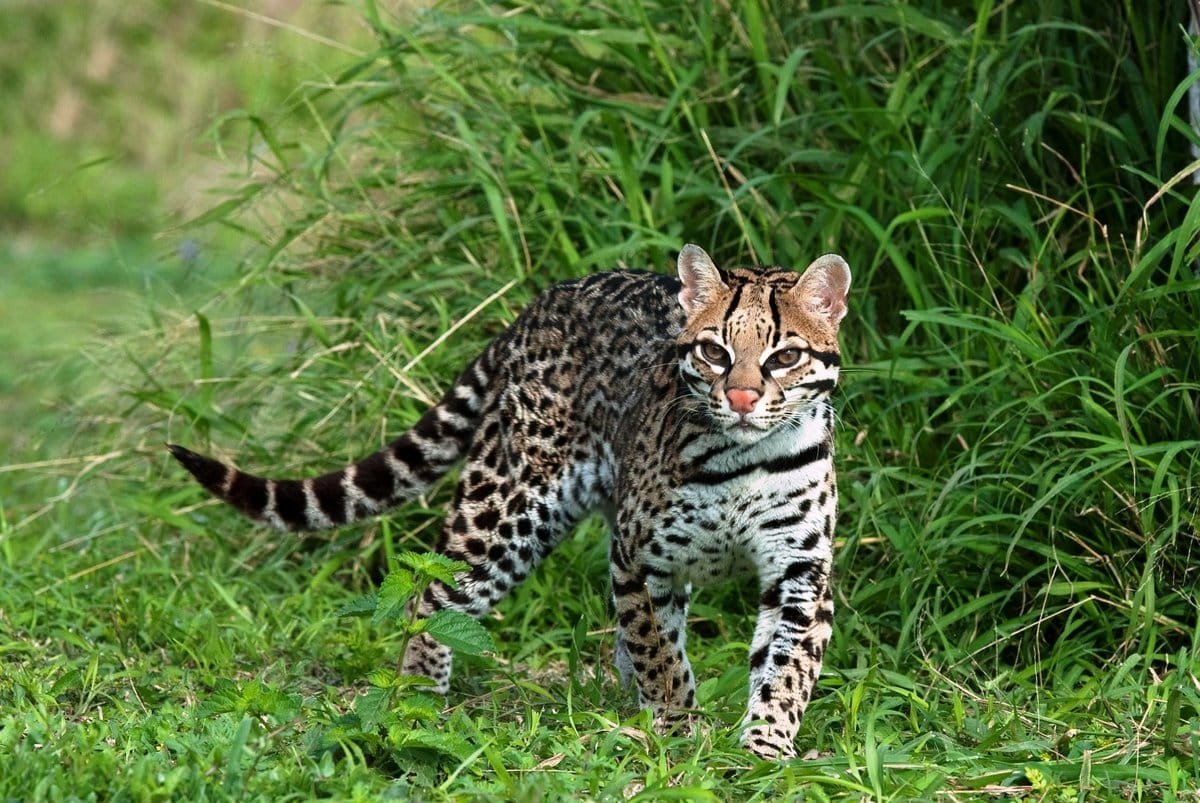 Оцелот (leopardus pardalis)