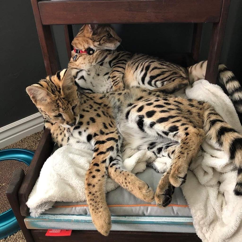 Гибриды кошачьих