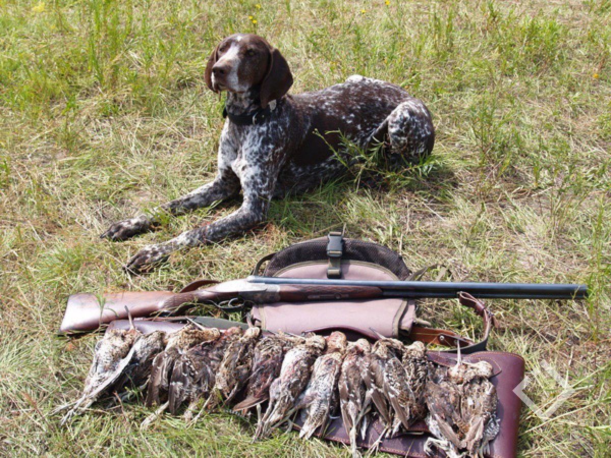 Универсальная собака для охоты