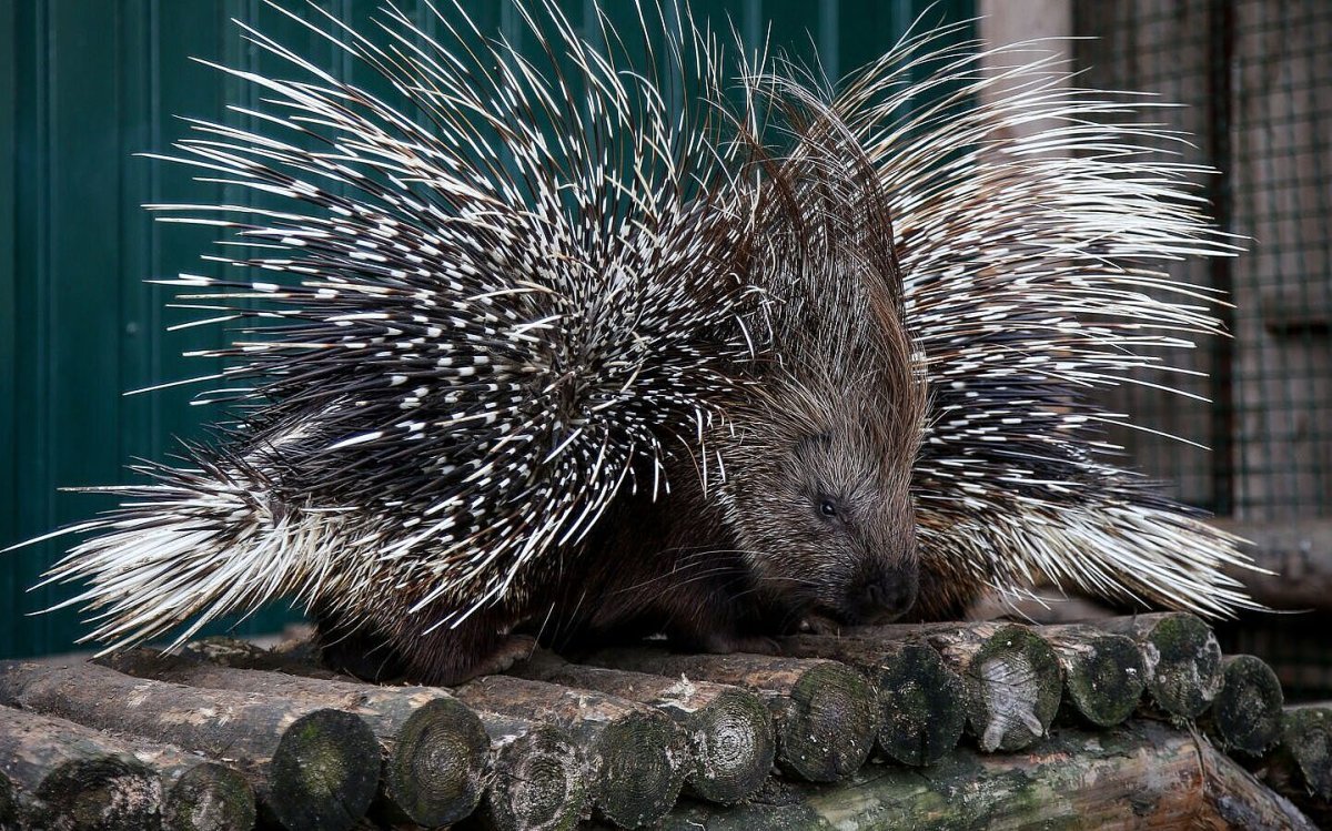 Гребенчатый Дикобраз