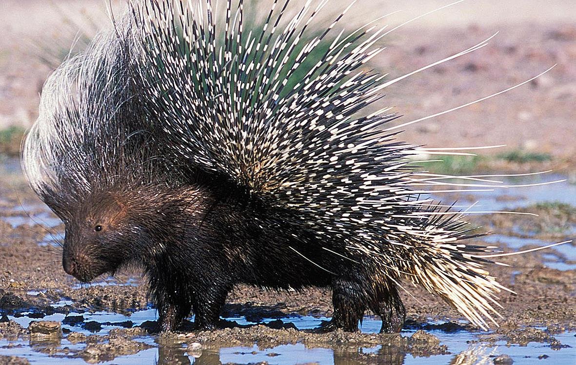 Дикобраз hystrix cristata