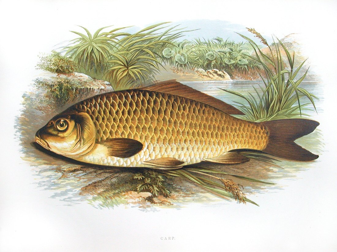 Карп гравюра