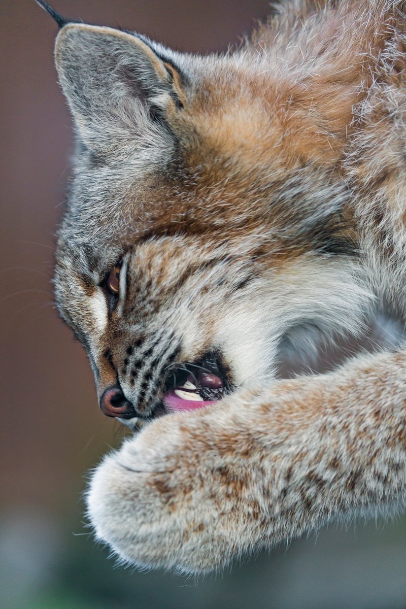 Рысенок зевает