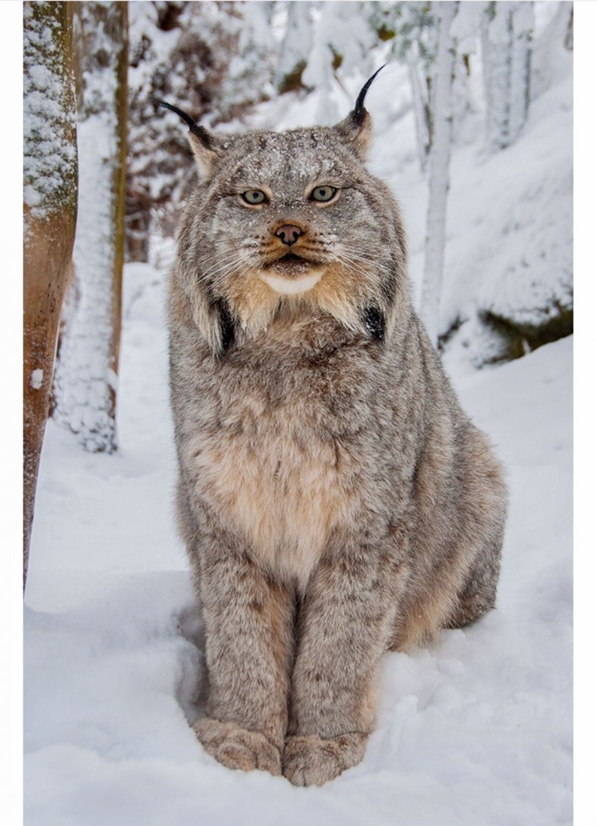 Суррейская Пума