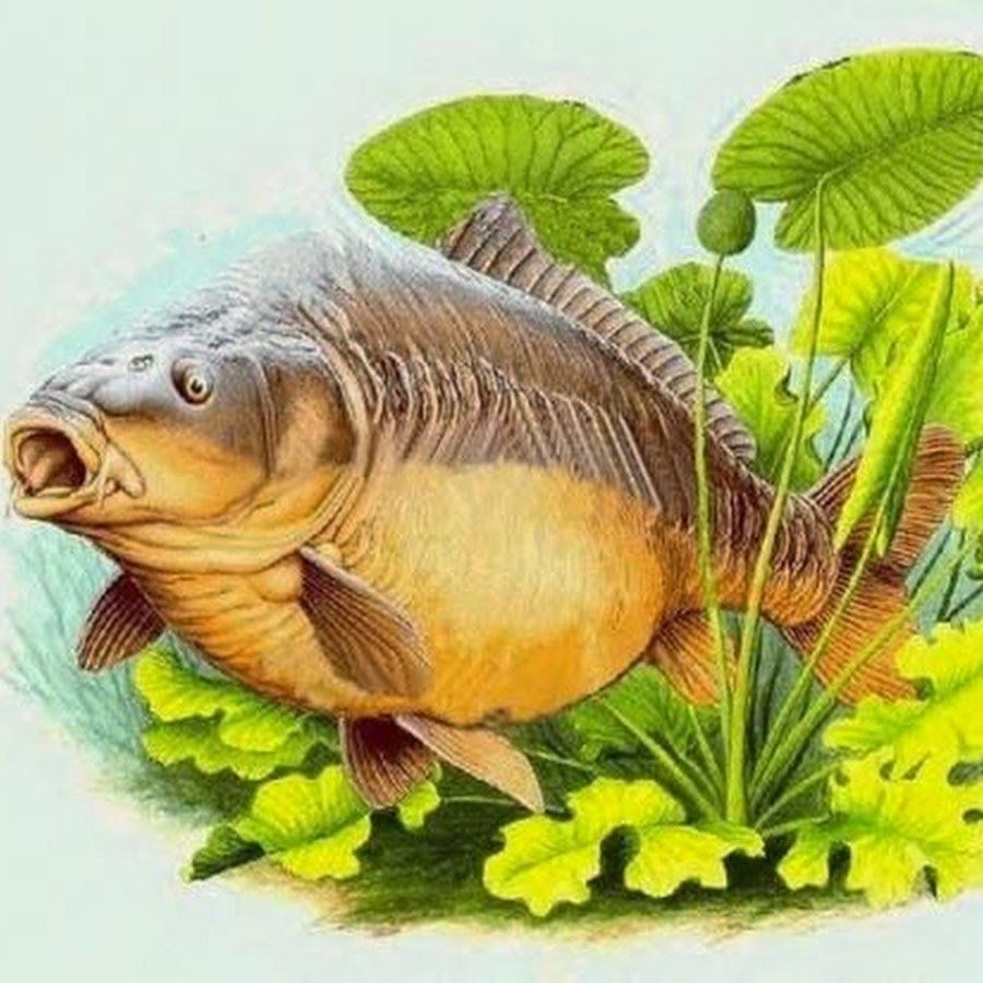 Рыба над водой