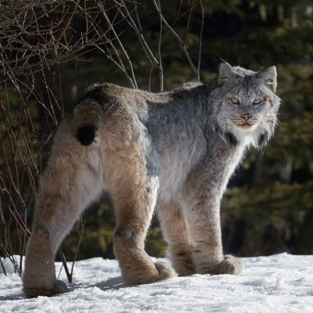 Канадская Рысь