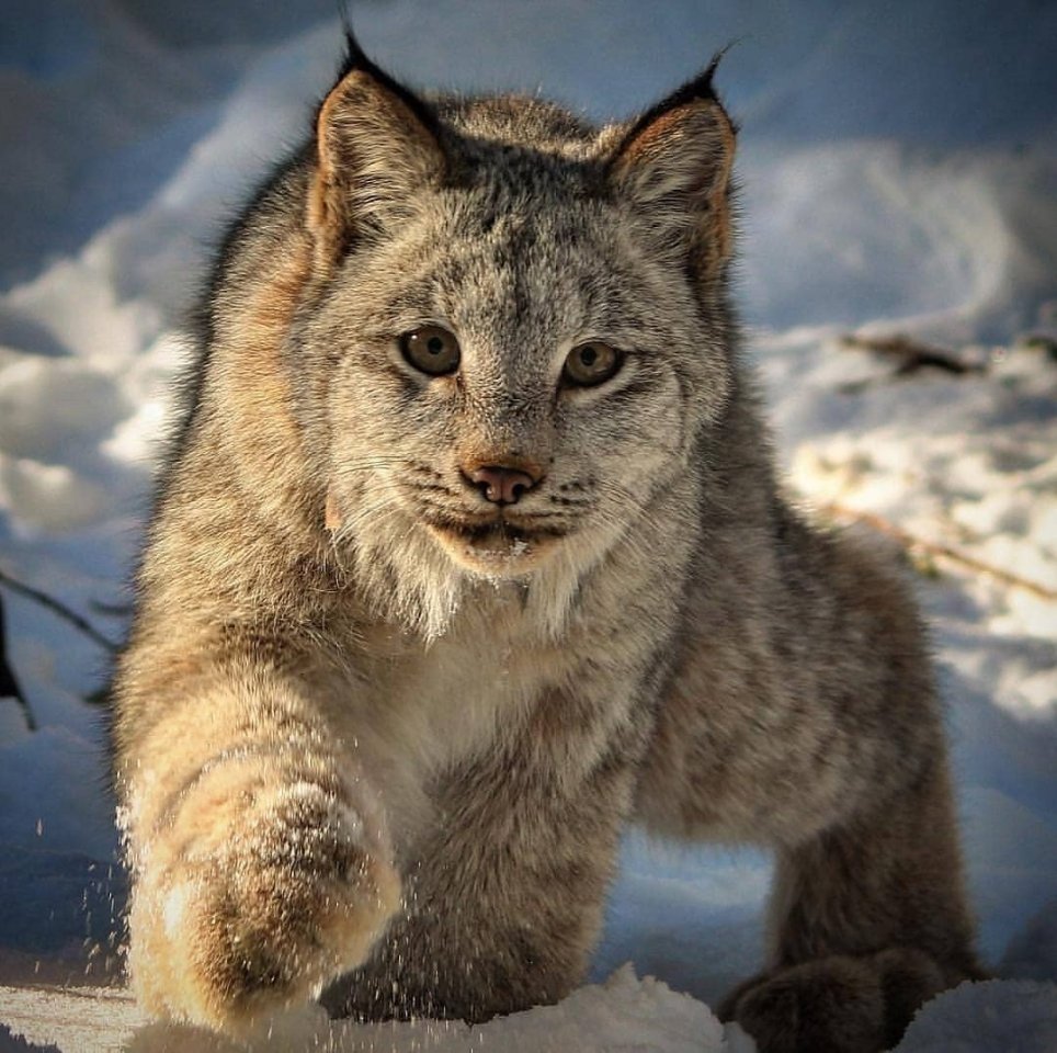 Якутская Рысь