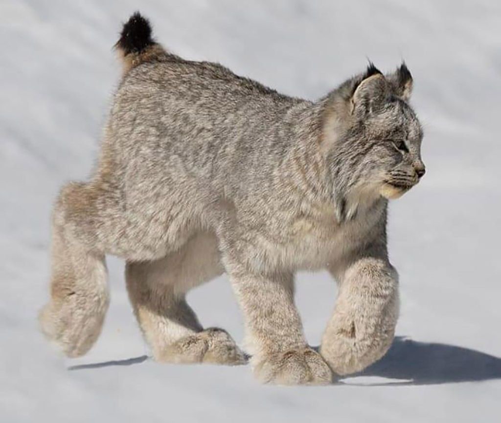 Канадская Рысь