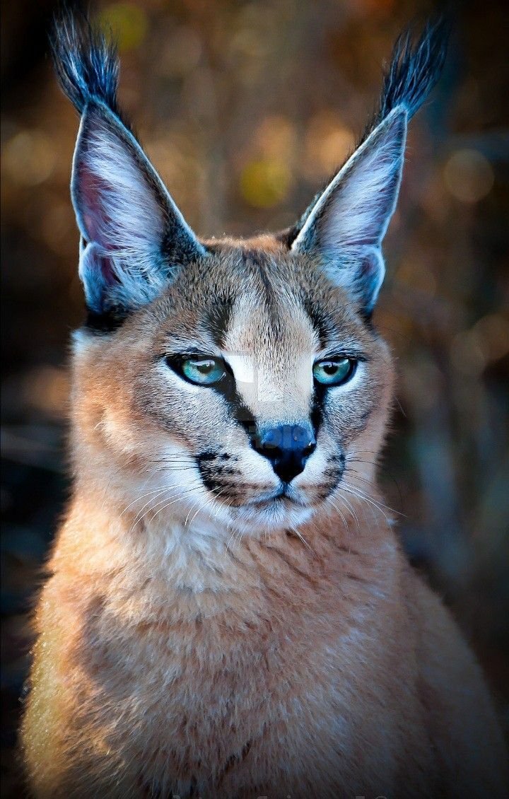 Степная Рысь каракал