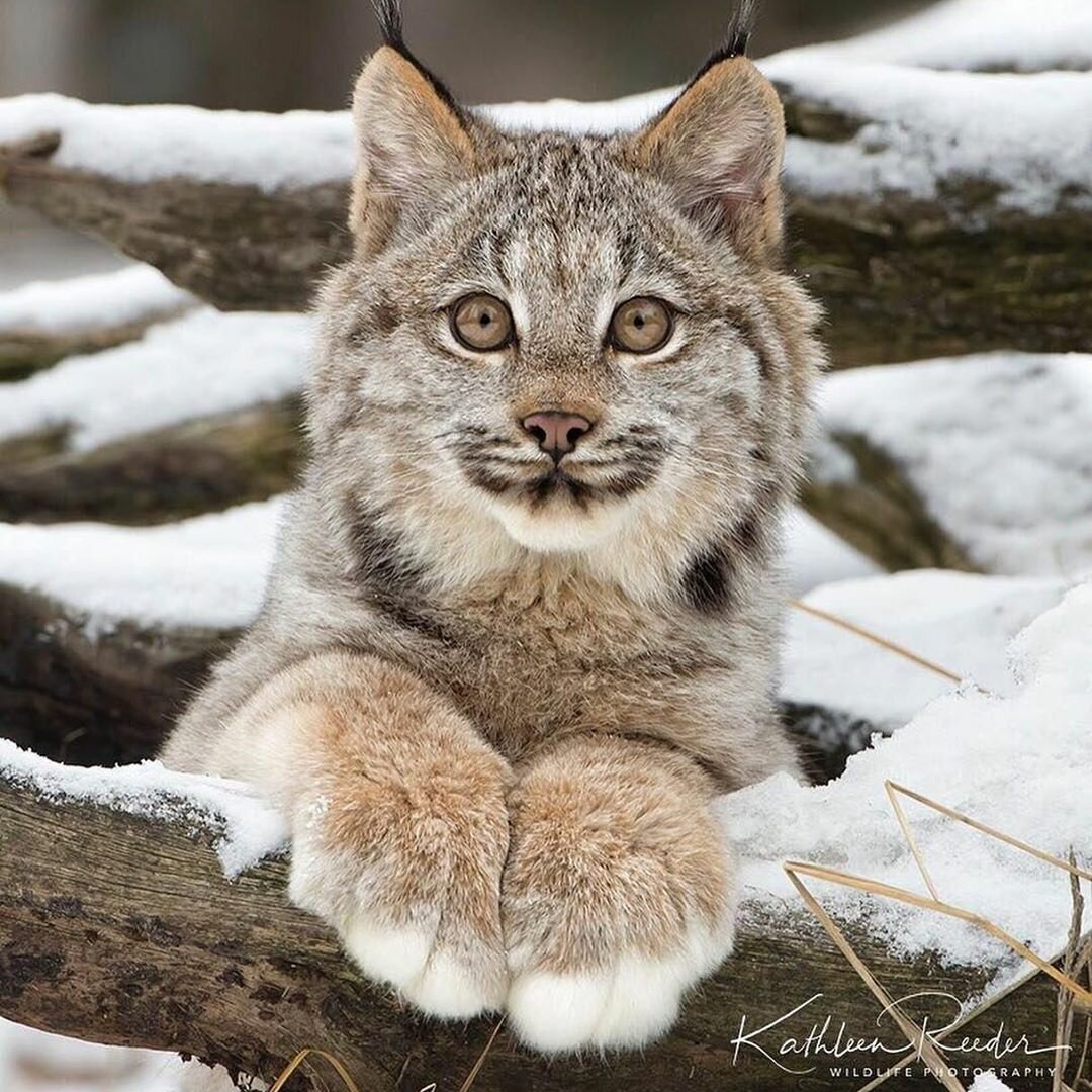 Дикие кошки зимой