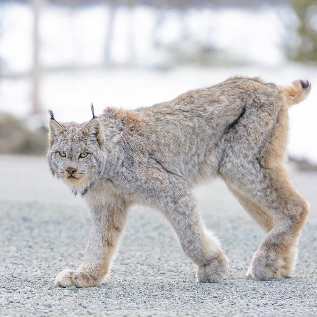 Канадская Рысь лапки