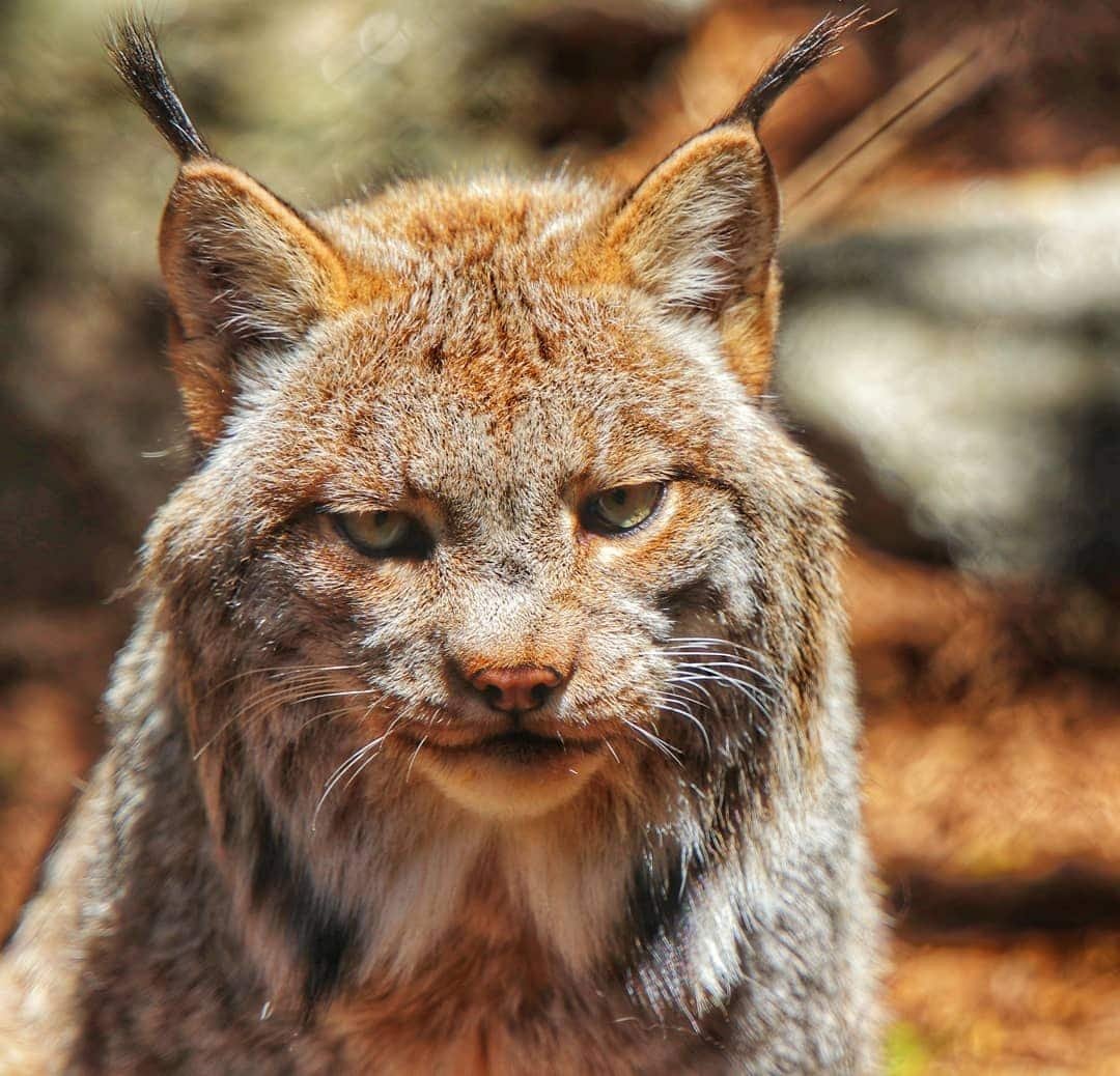 Рысь канадская пушистая