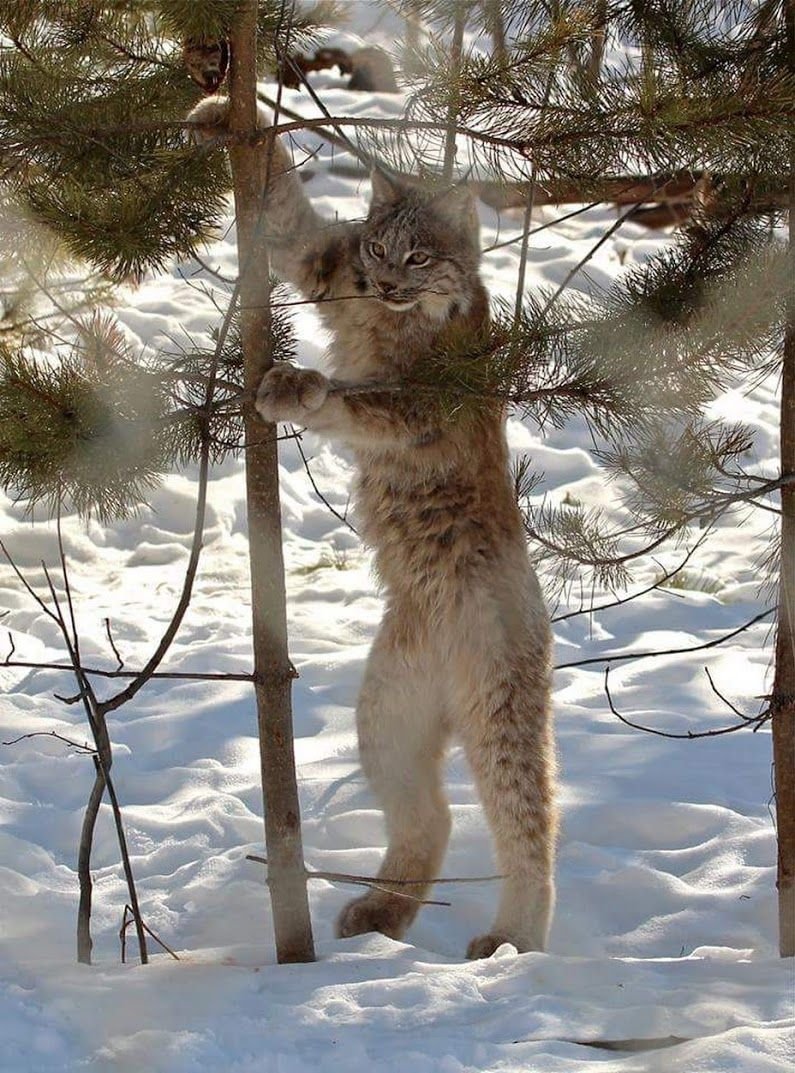 Кошки из тайги