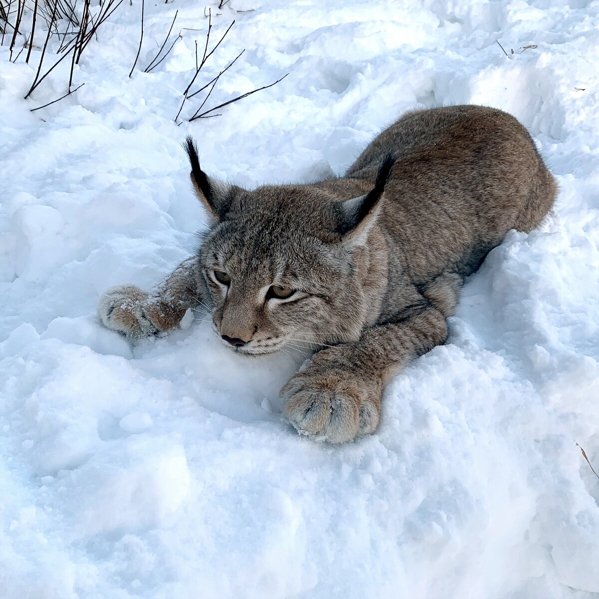 Рысь широкие лапы