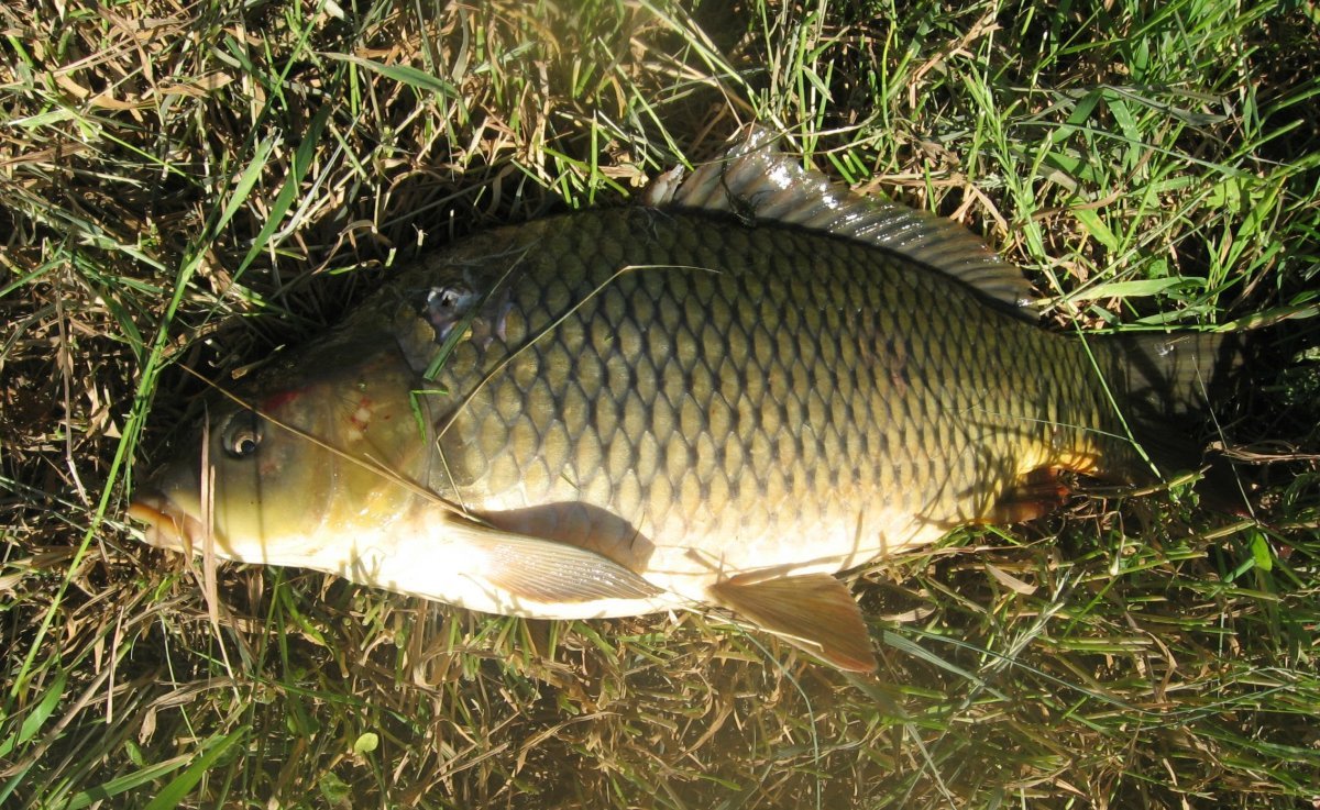 Рыбалка клипарт