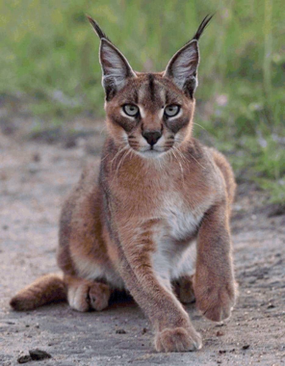 Кошка Мейн кун