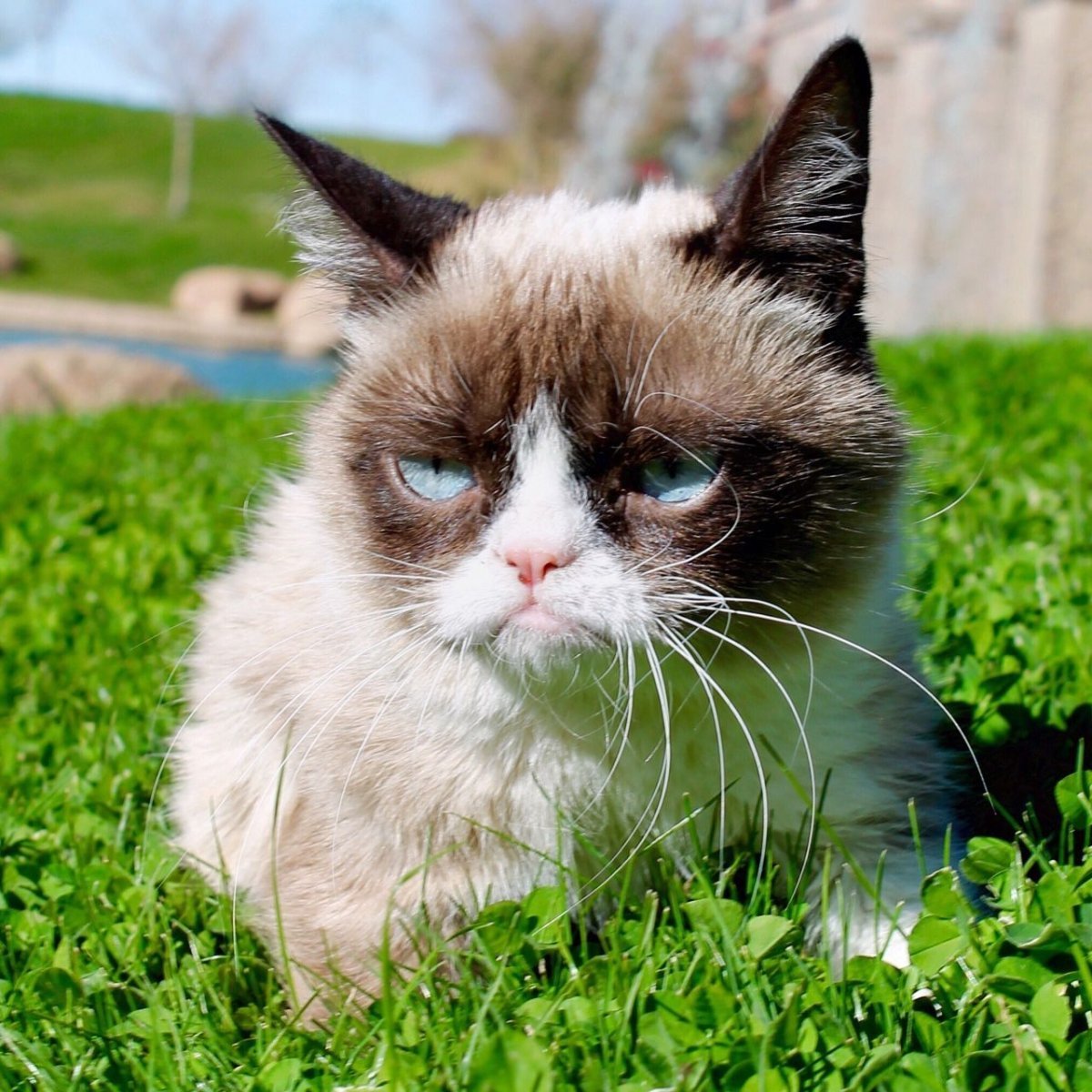 Сердитый кот Grumpy Cat
