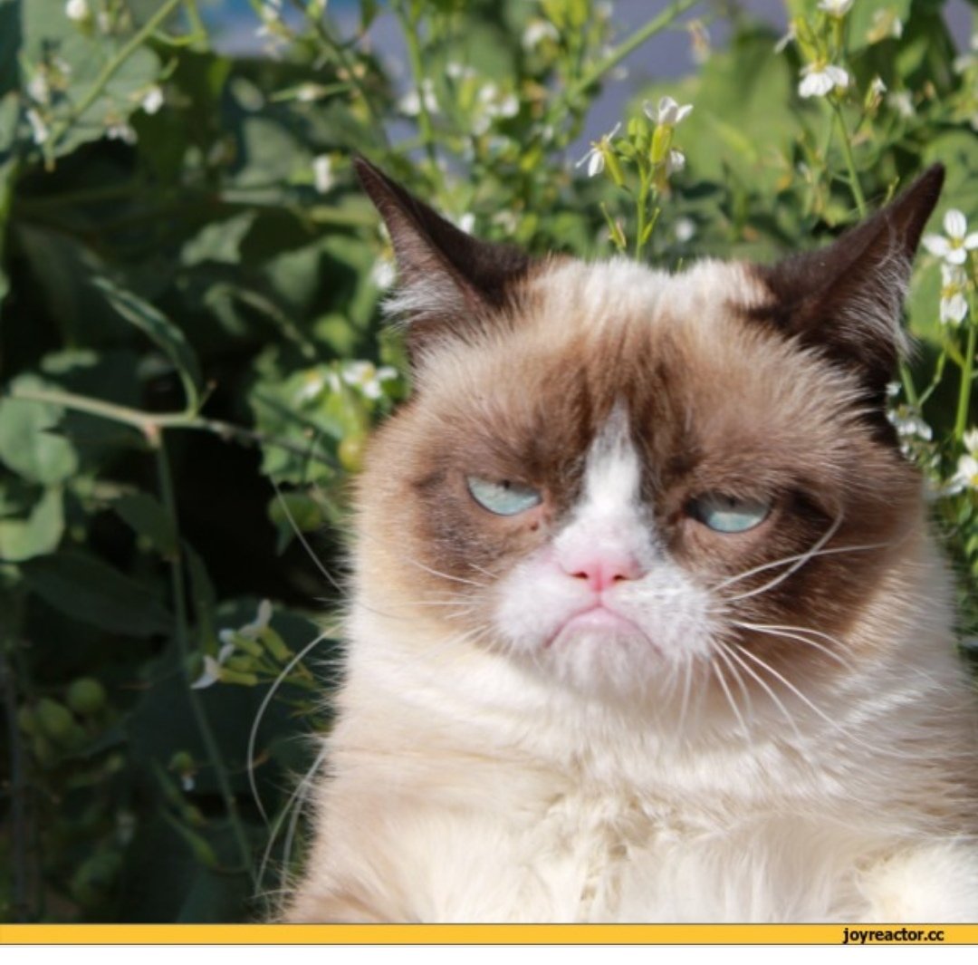 Хмурый смешной кот