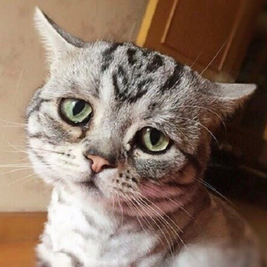 Кот печалька