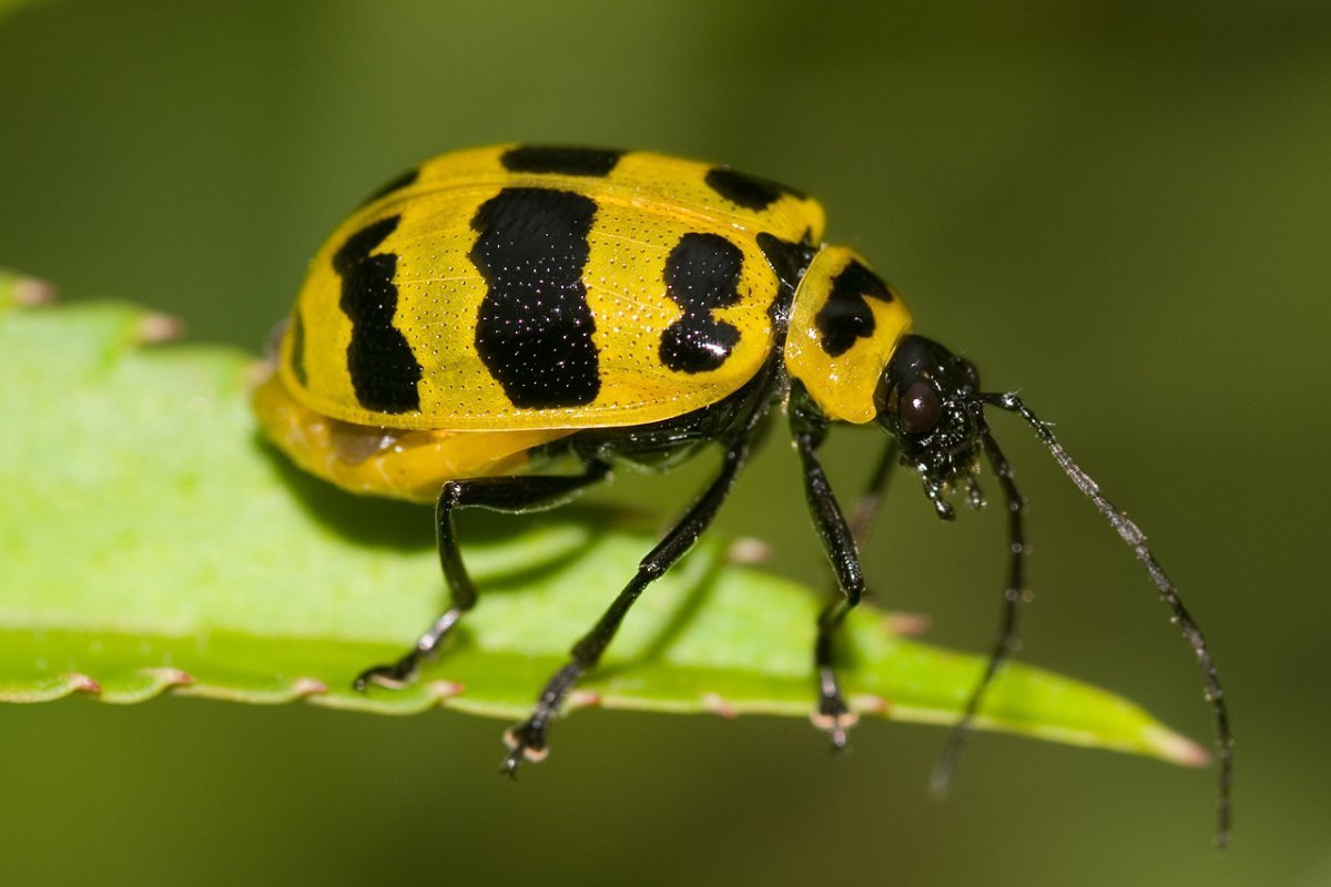 Черный Жук в желтую крапинку