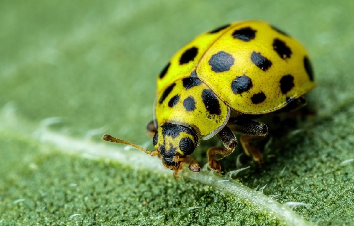 Божья коровка с желтыми пятнышками