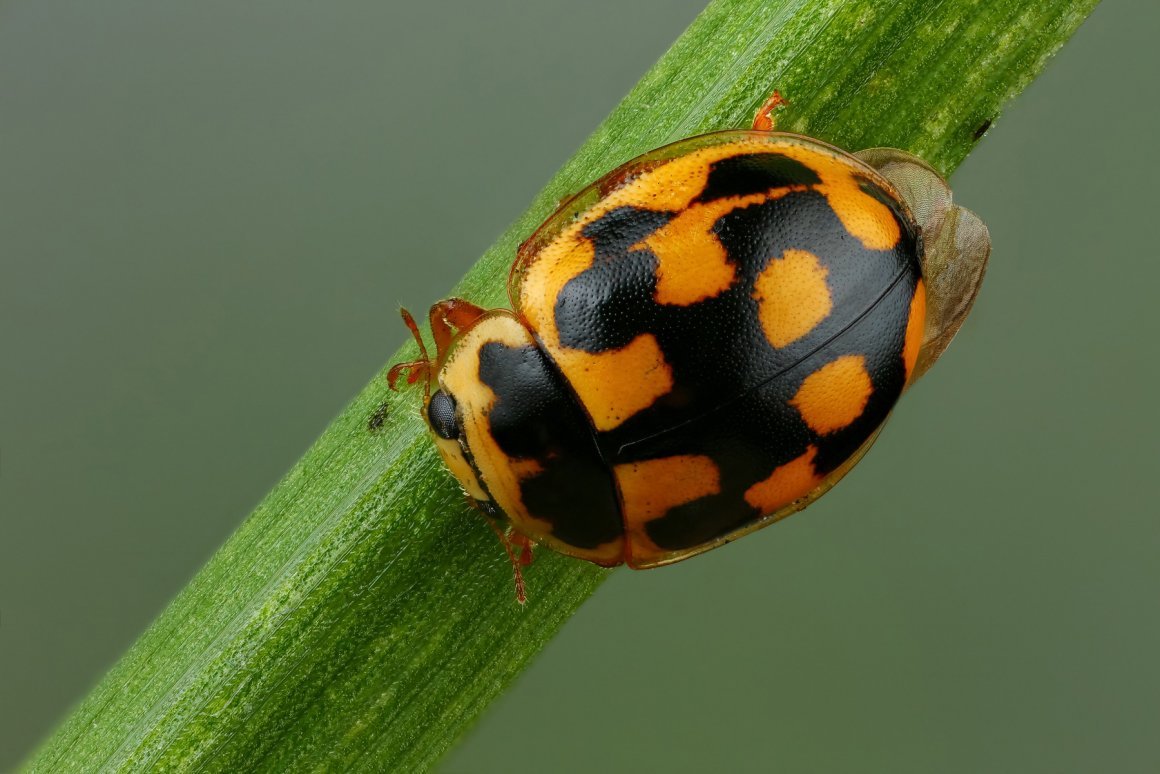 Божья коровка с желтыми пятнами