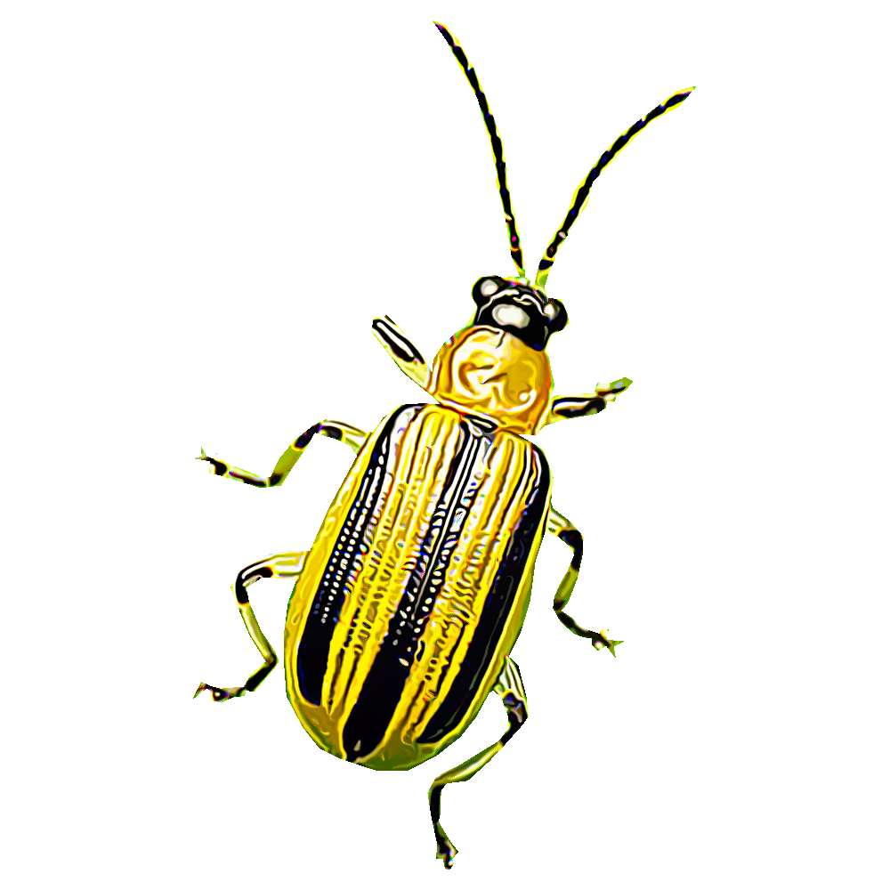 Листоед Божья коровка