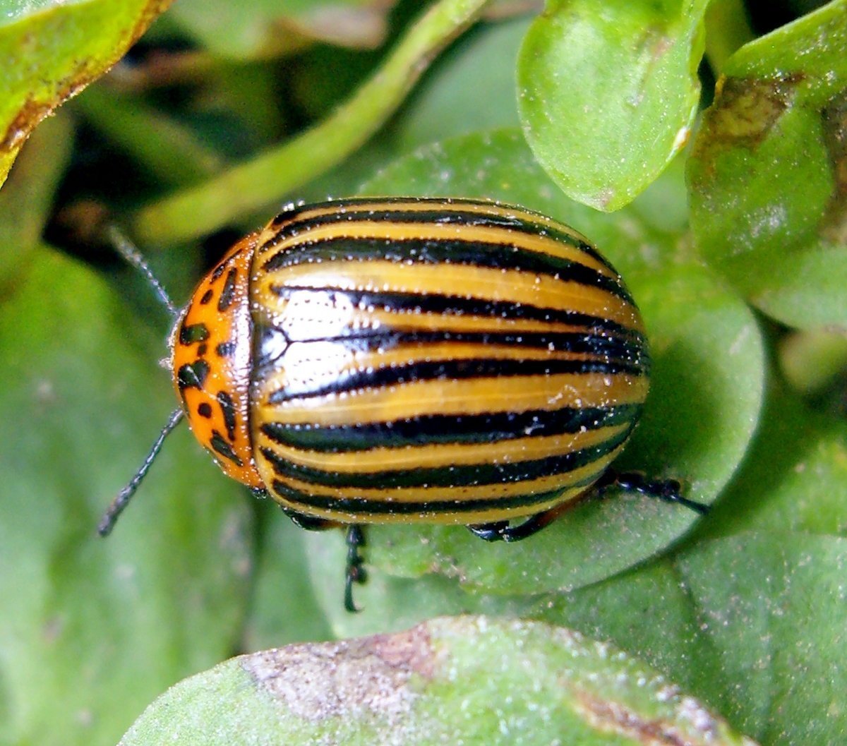 Двадцатиточечная Божья коровка