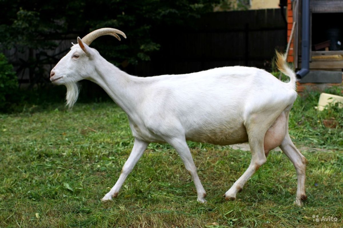 Зааненская порода коз