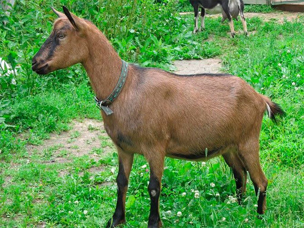 Андалузская порода коз