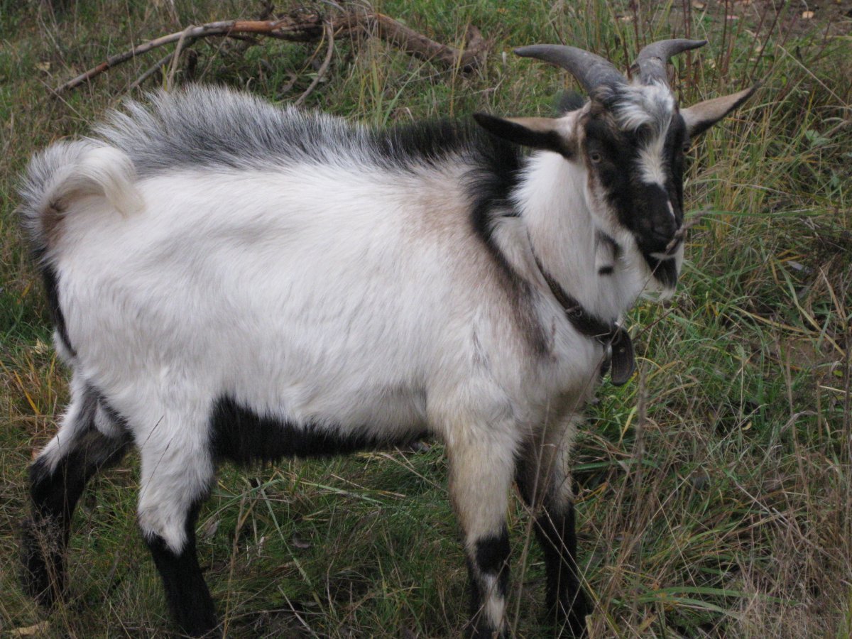 Альпийский комолый козел