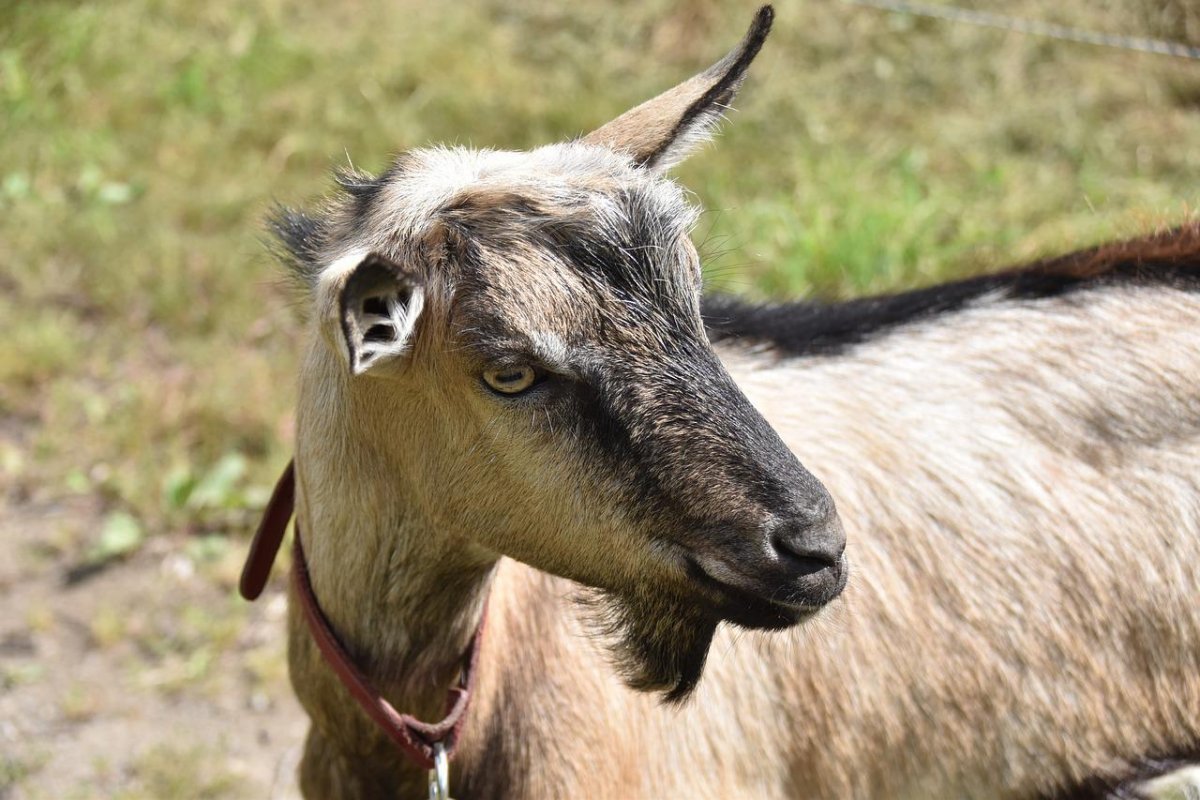 Безрогие козы