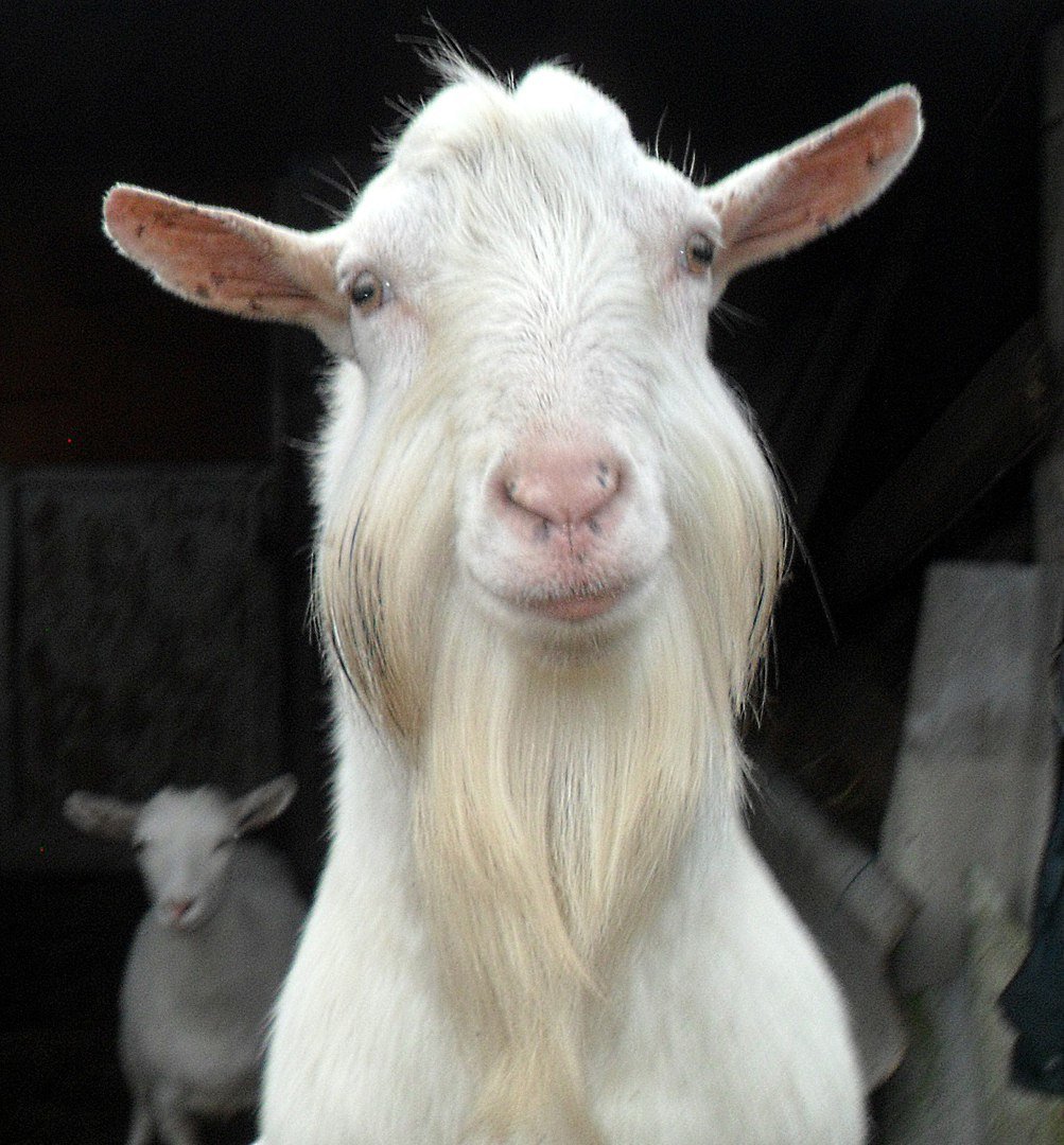 Белый безрогий козел порода