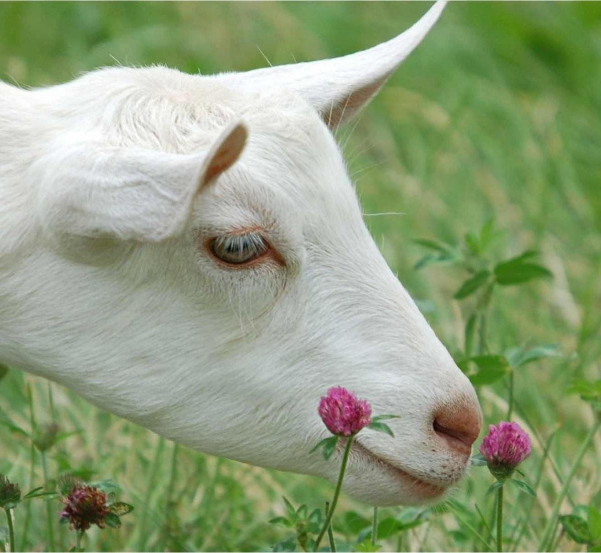 Козья морда