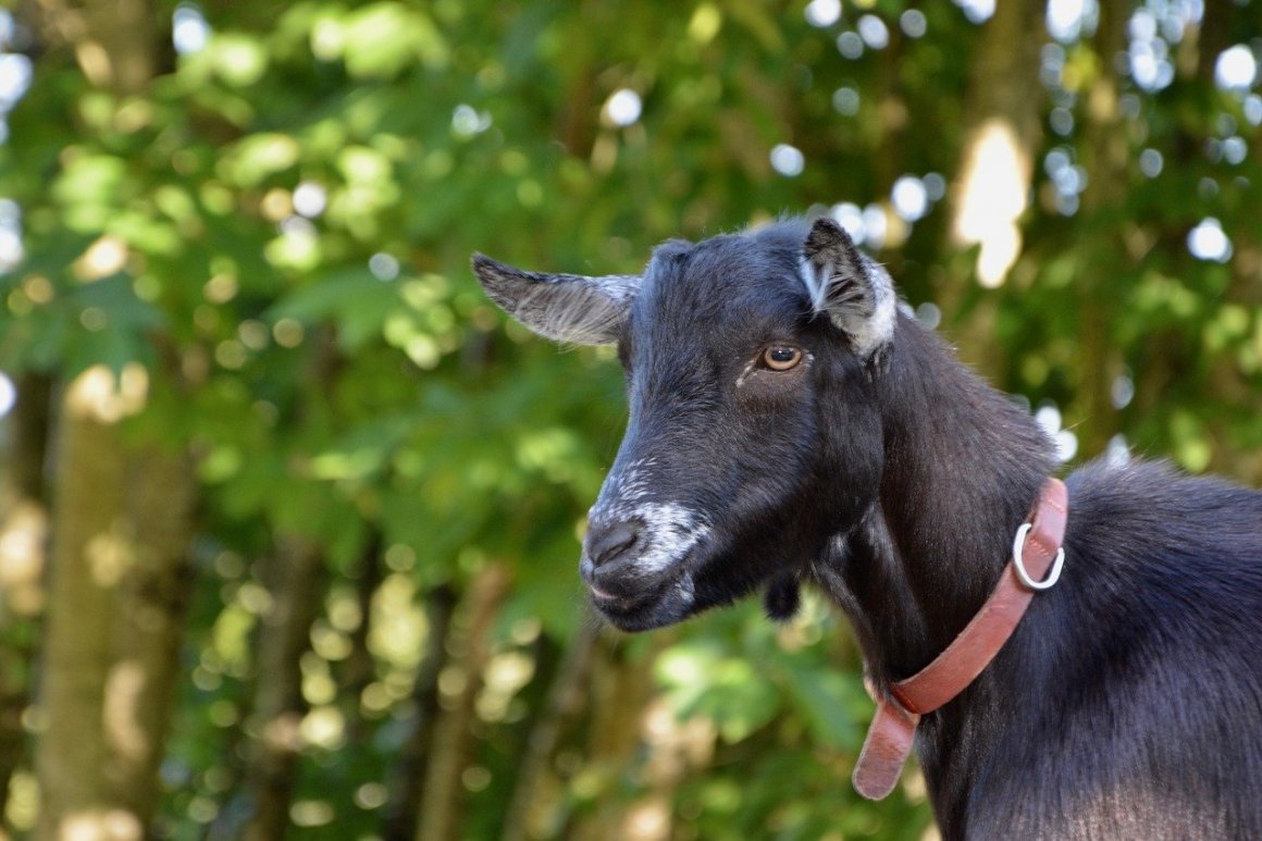 Козел безрогий