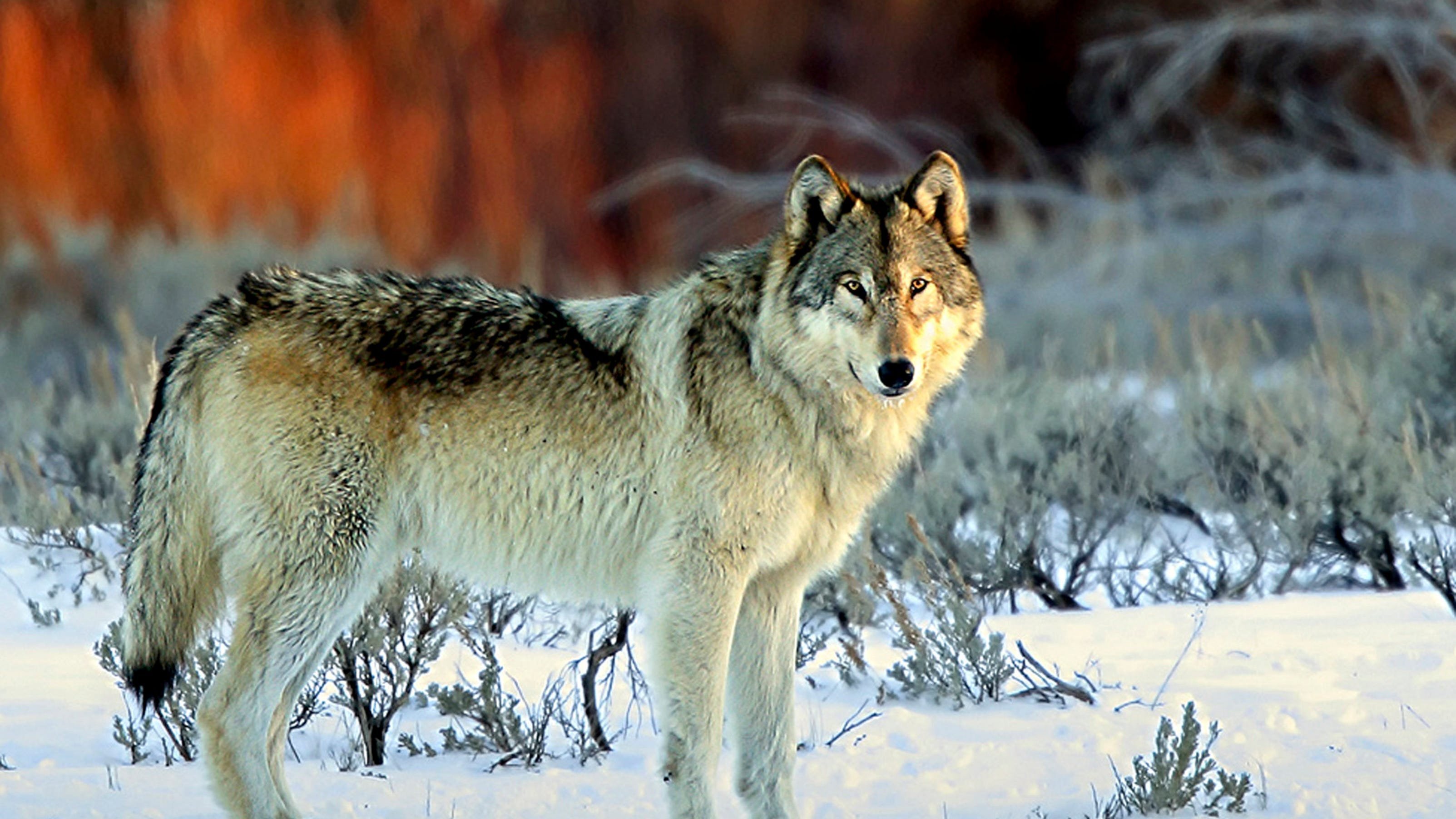 Волк евразии. Волк южных скалистых гор. Таймырский волк. Тундровый волк.