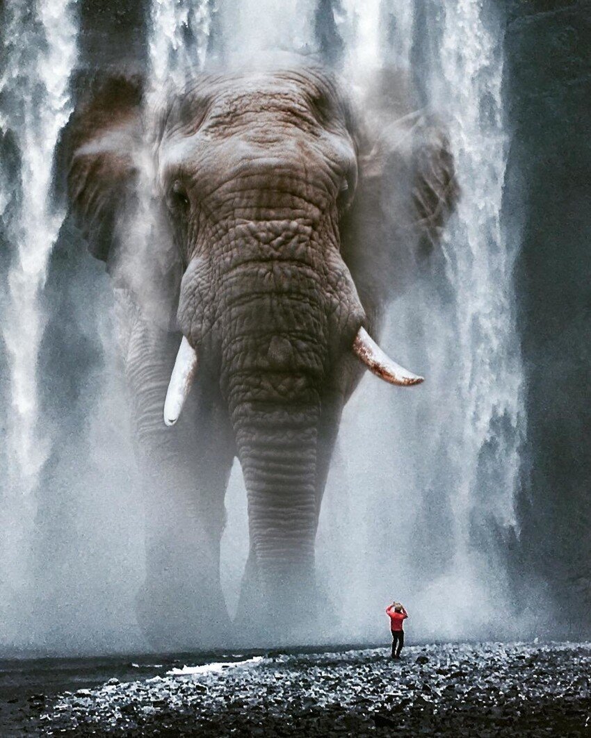 Слон рядом с человеком