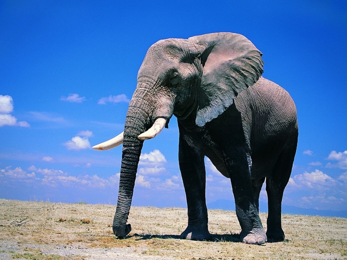 Камиль сен-Санс карнавал животных слон