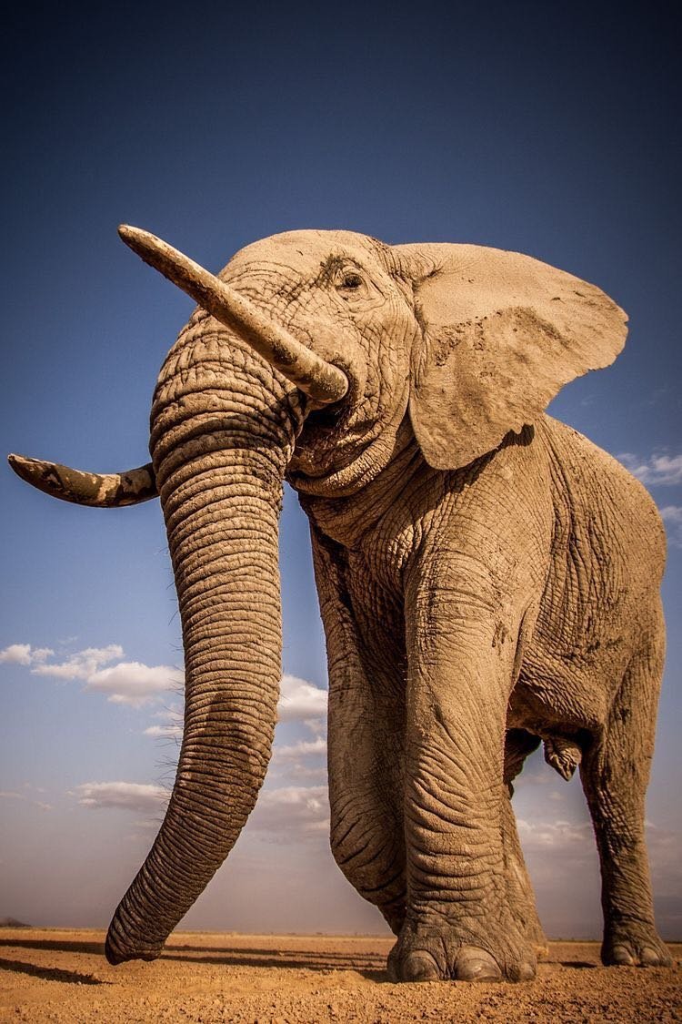 Самое крупное животное африки. Африканский саванный слон. Африканский саванный слон гиганты. Африканский Элефант слон. Изображение слона.
