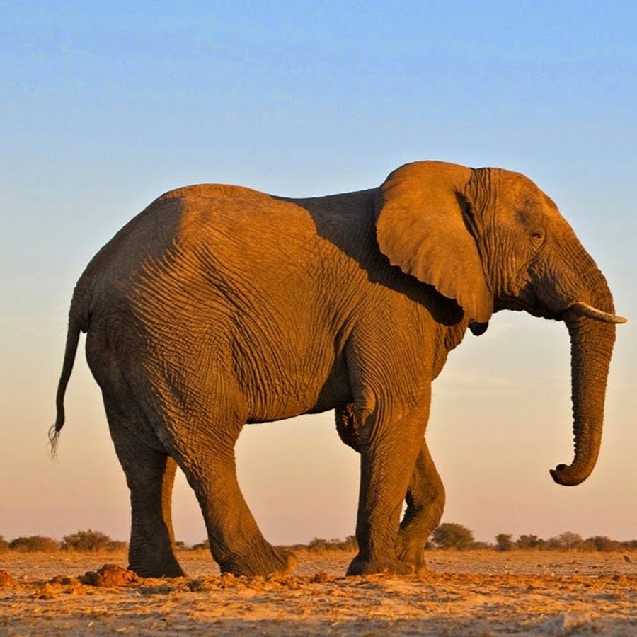 Саванновый Африканский слон