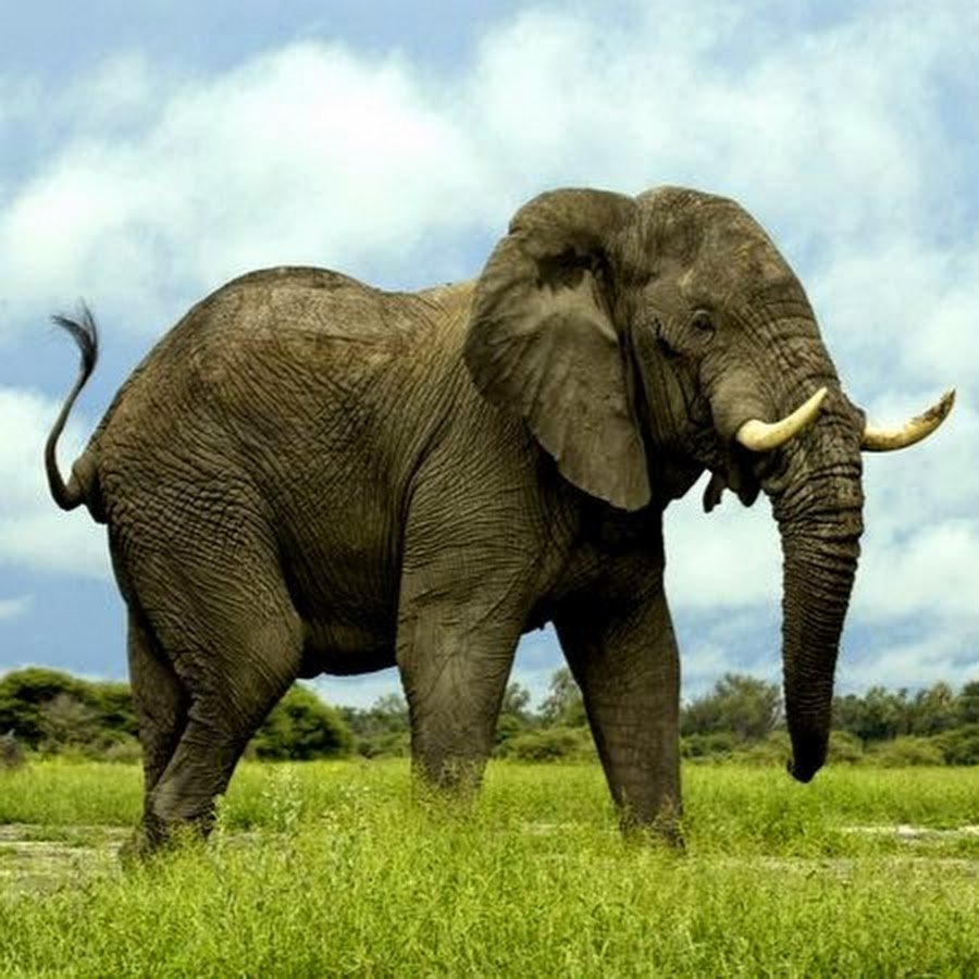 Грудь слона